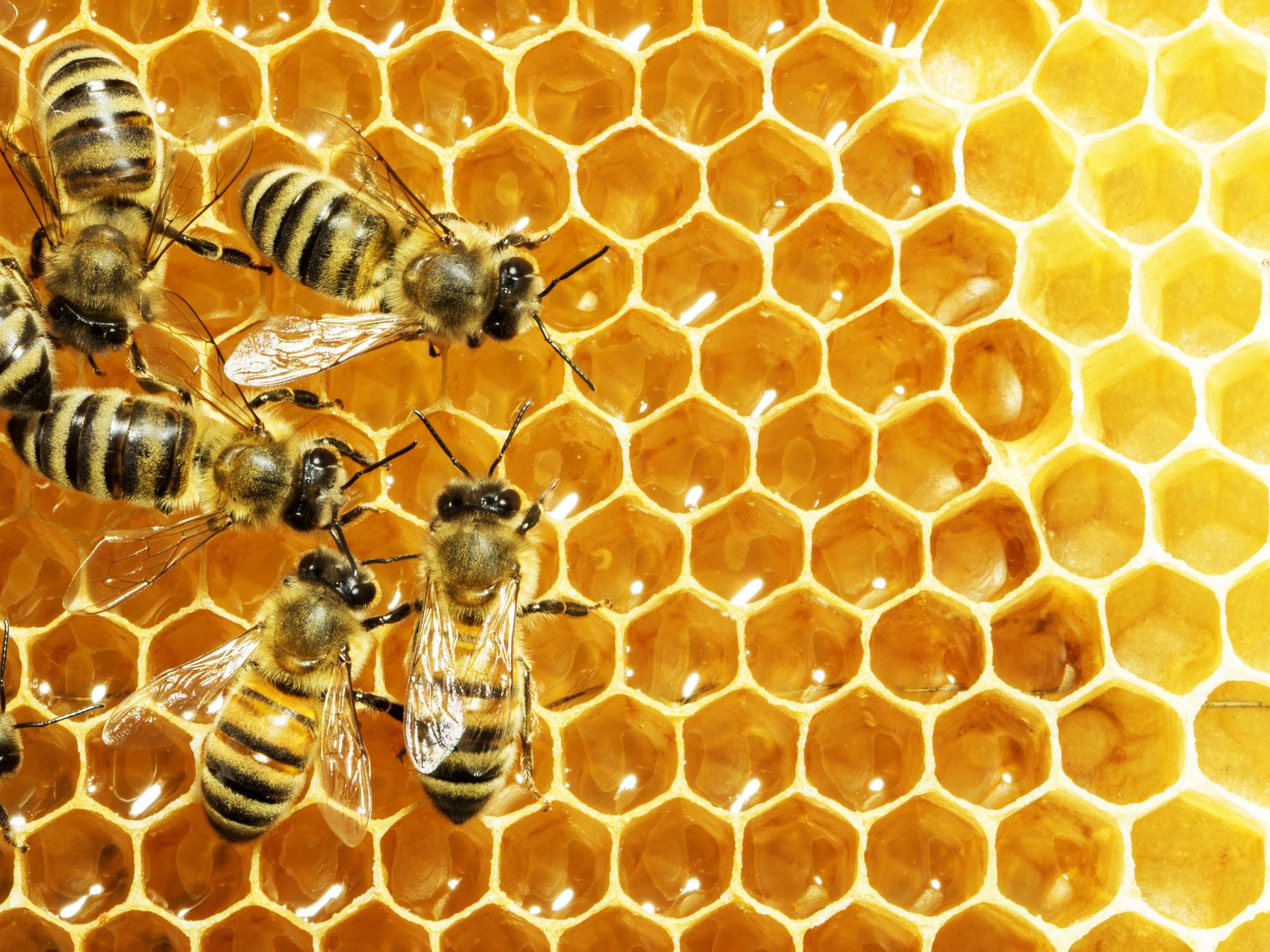 Resultado de imagem para abelhas